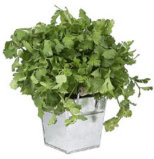 mexican staple cilantro foods